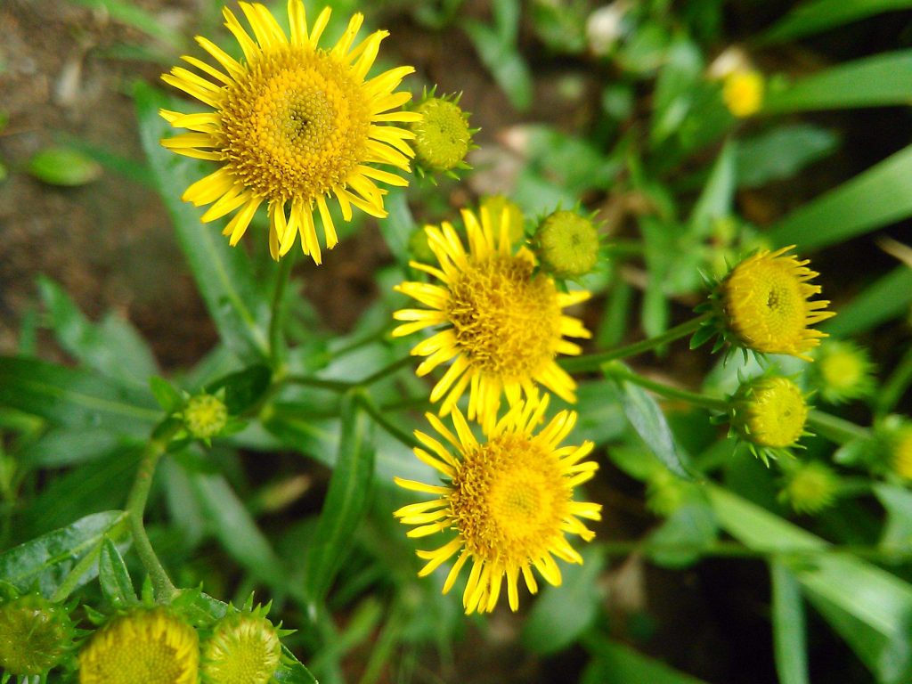 Pulicaria Dysenterica seed