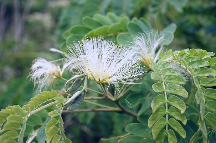 Albizia kalkora seed