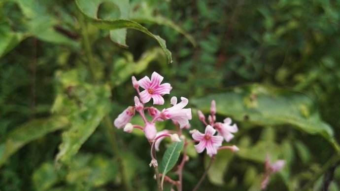 Apocynum venetum seed