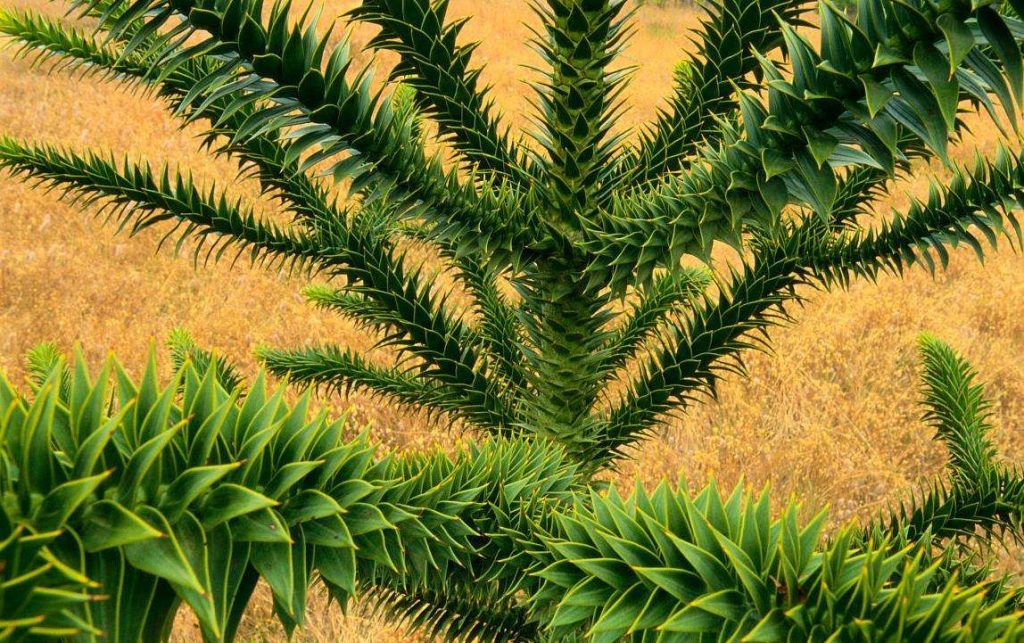 Araucaria araucana seed