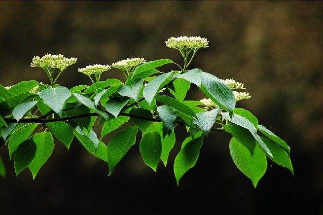 Cornus controversa tree seed