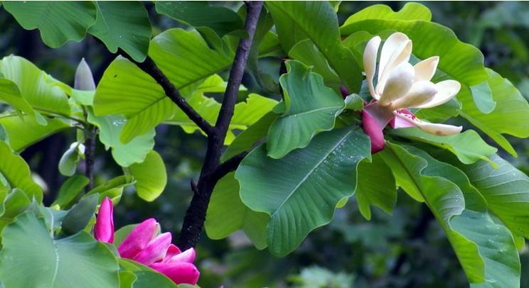 Magnolia officinalis var.biloba seed
