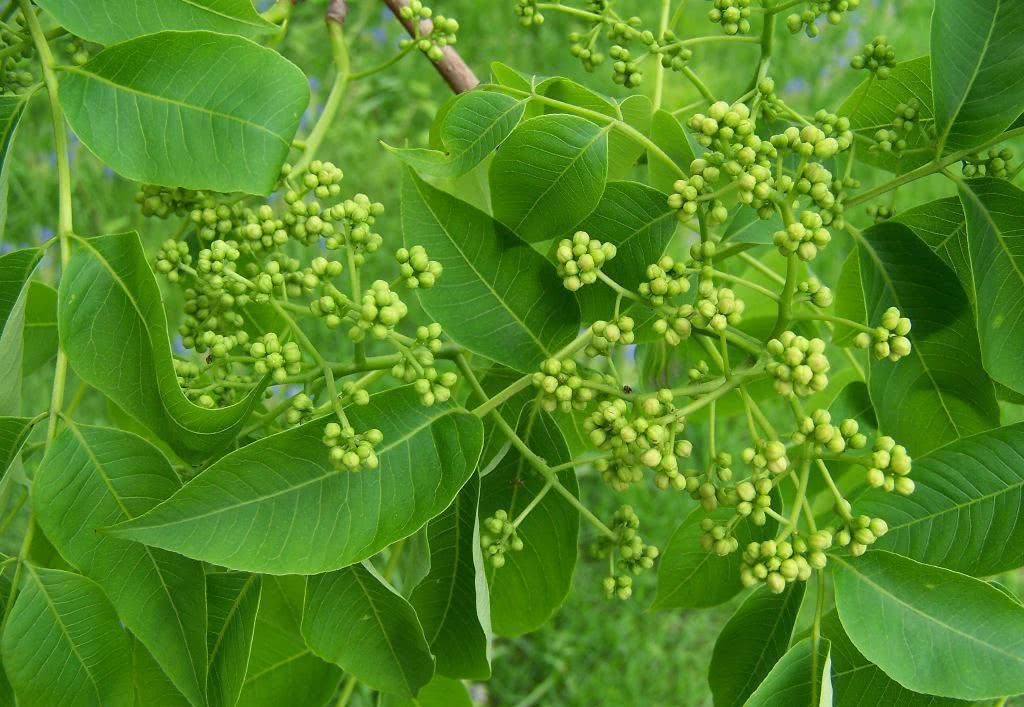 Phellodendron chinense seed