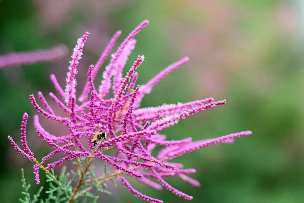 Tamarix chinensis seed