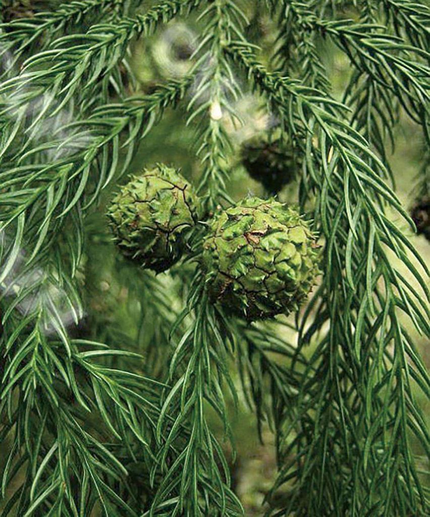 Cryptomeria fortunei seed