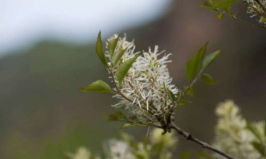 Fraxinus bungeana seed