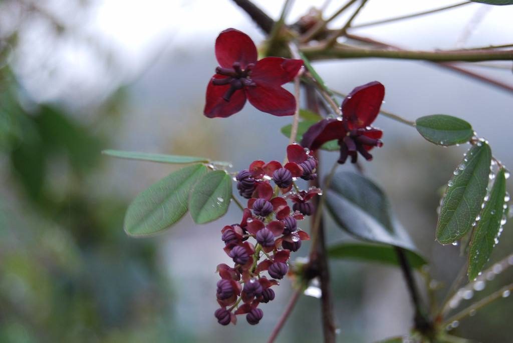 Holboellia latifolia seed