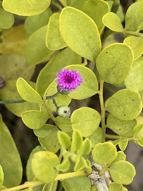 Karelinia caspia seed