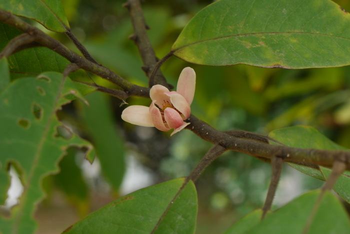 Magnolia odora seed
