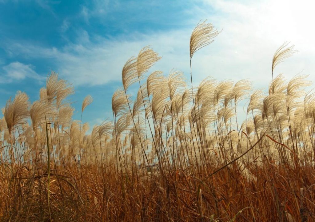 Phragmites australis seed