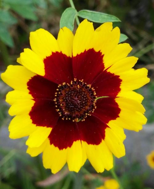 Coreopsis tinctoria seed