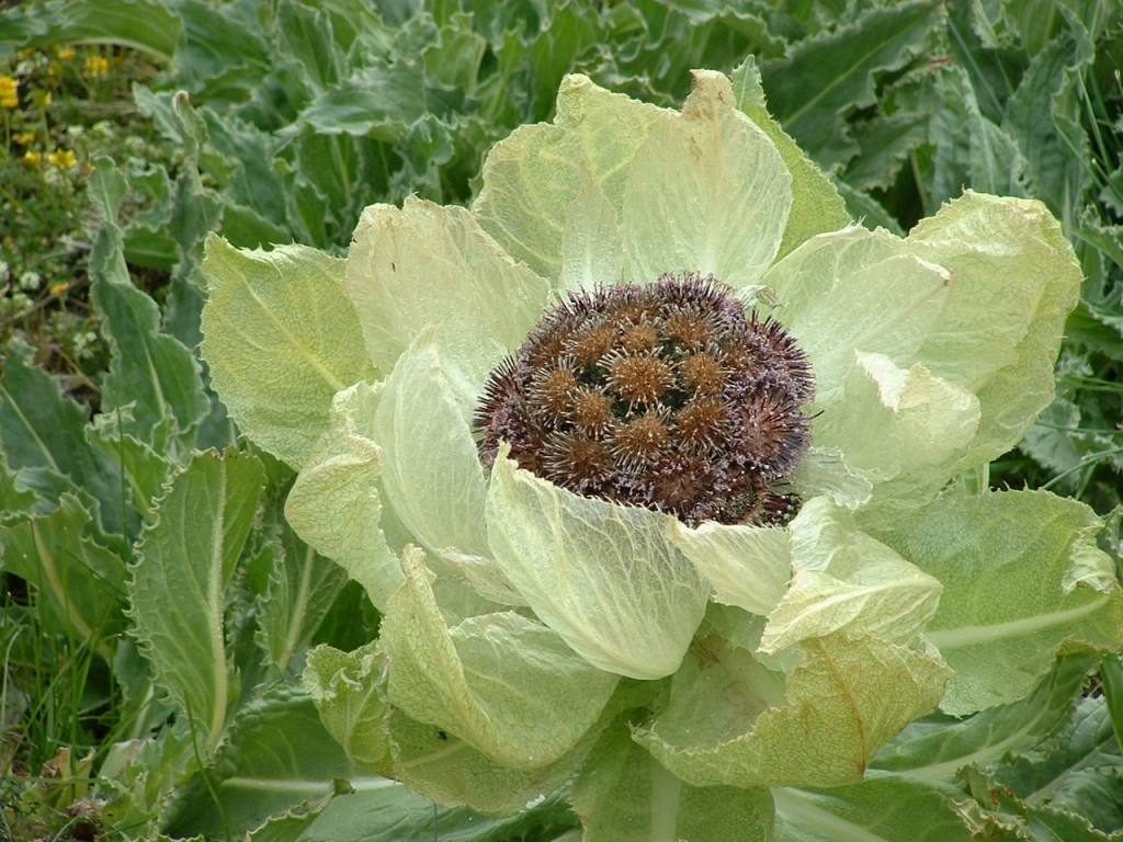 Saussurea involucrata seed