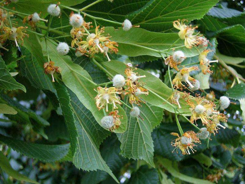 Tilia amurensis seed