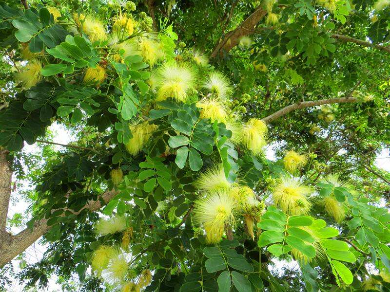 Albizia lebbeck seed