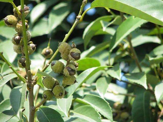 Castanopsis sclerophylla seed