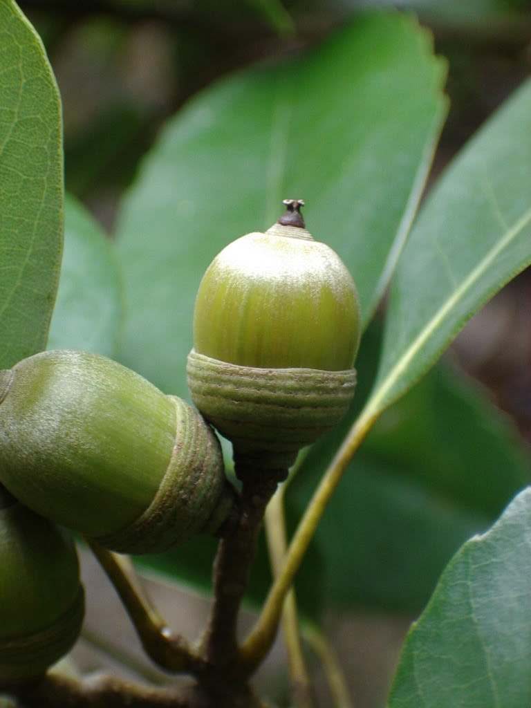 Cyclobalanopsis myrsinifolia seed