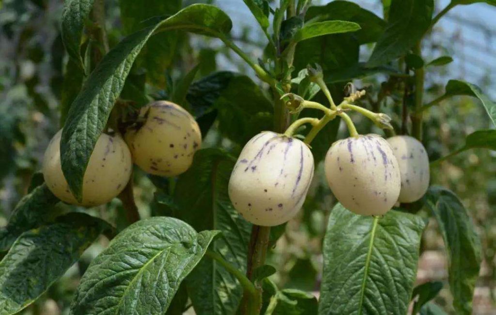 Solanum muricatum seed