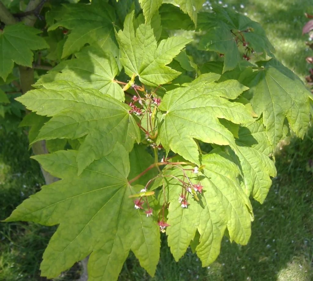 Acer Circinatum seed