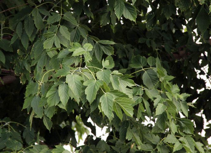 Acer pensylvanicum seed