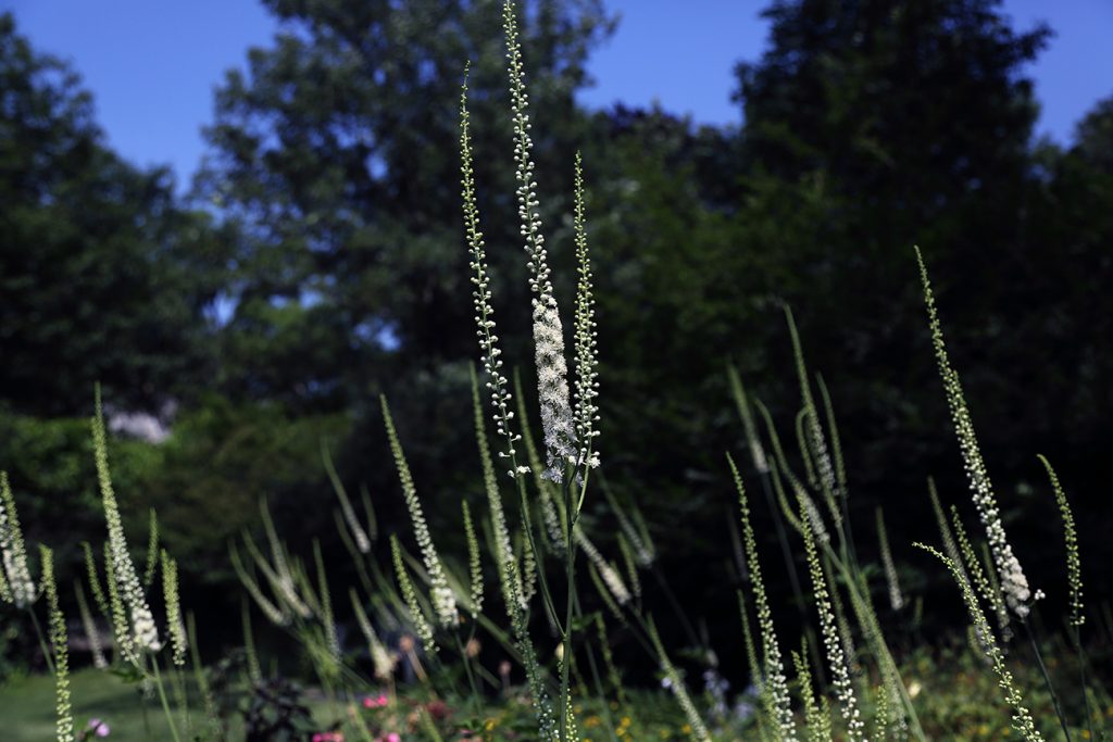 Actaea racemosa seed