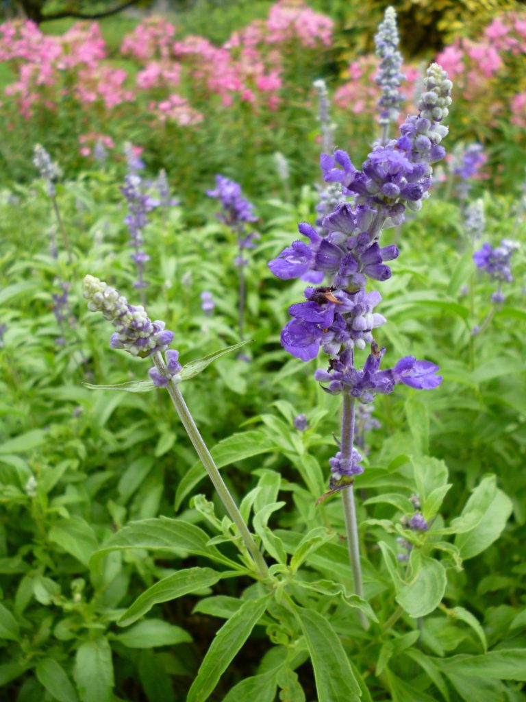 Agastache foeniculum seed