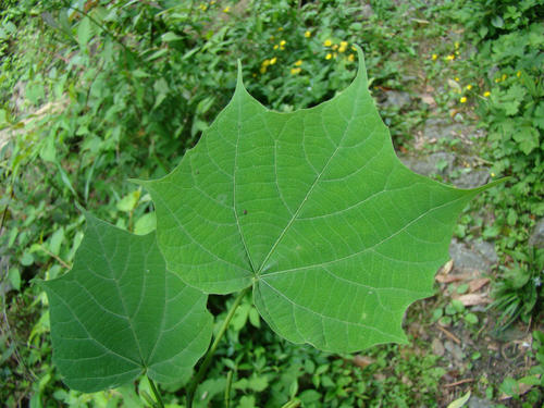 Alangium platanifolium seed