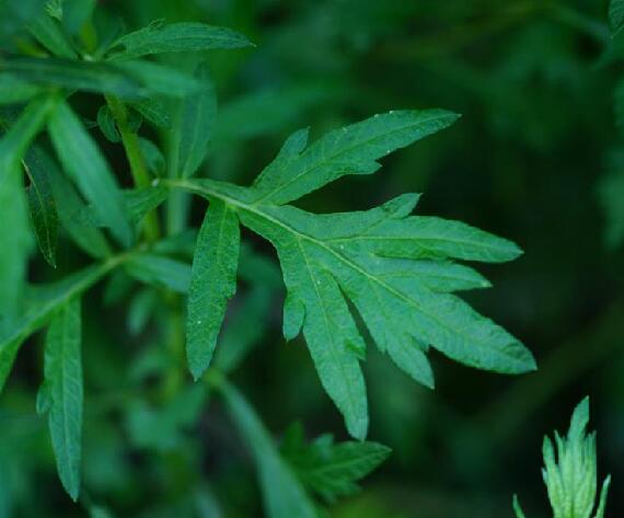 Artemisia vulgaris seed