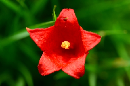 Brachychiton bidwillii seed