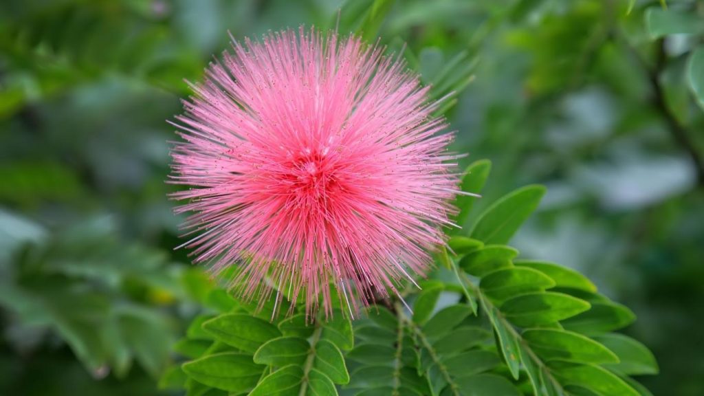 Calliandra haematocephala seed