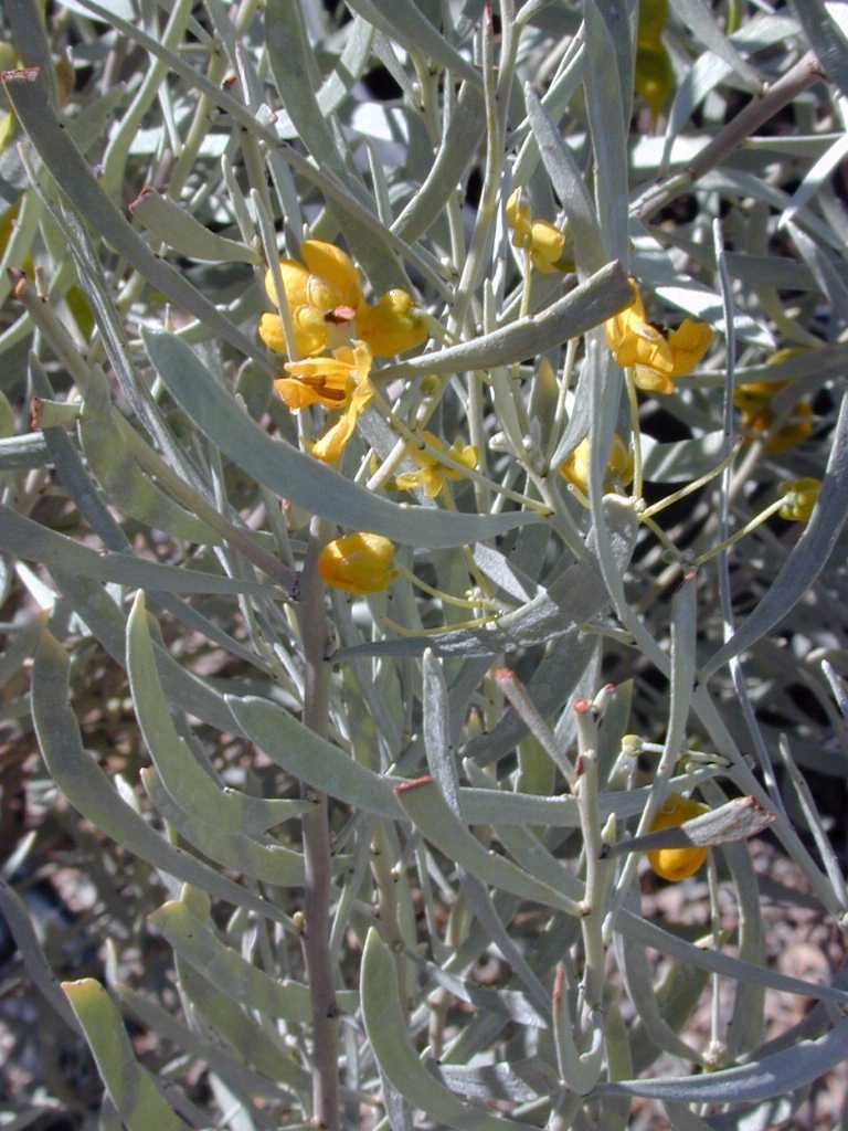 Cassia Phyllodinea seed