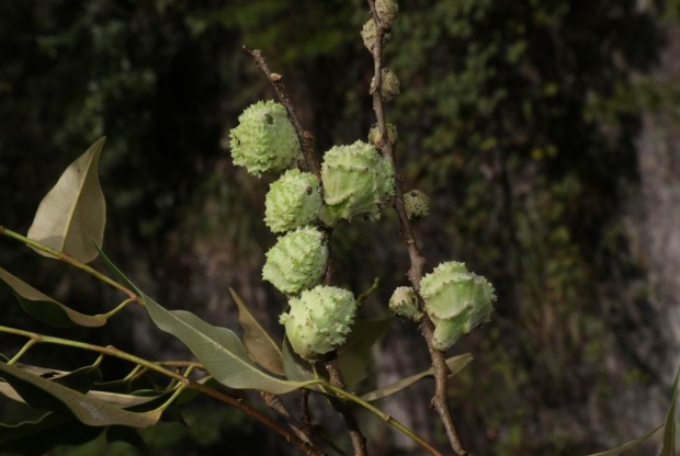 Castanopsis carlesii seed