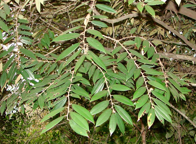 Castanopsis concinna seed