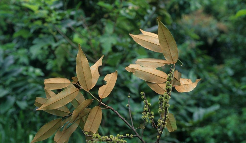 Castanopsis echinocarpa seed