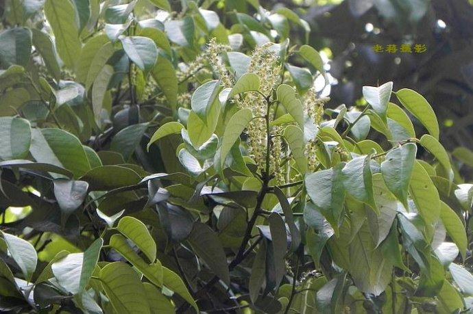 Castanopsis hainanensis seed