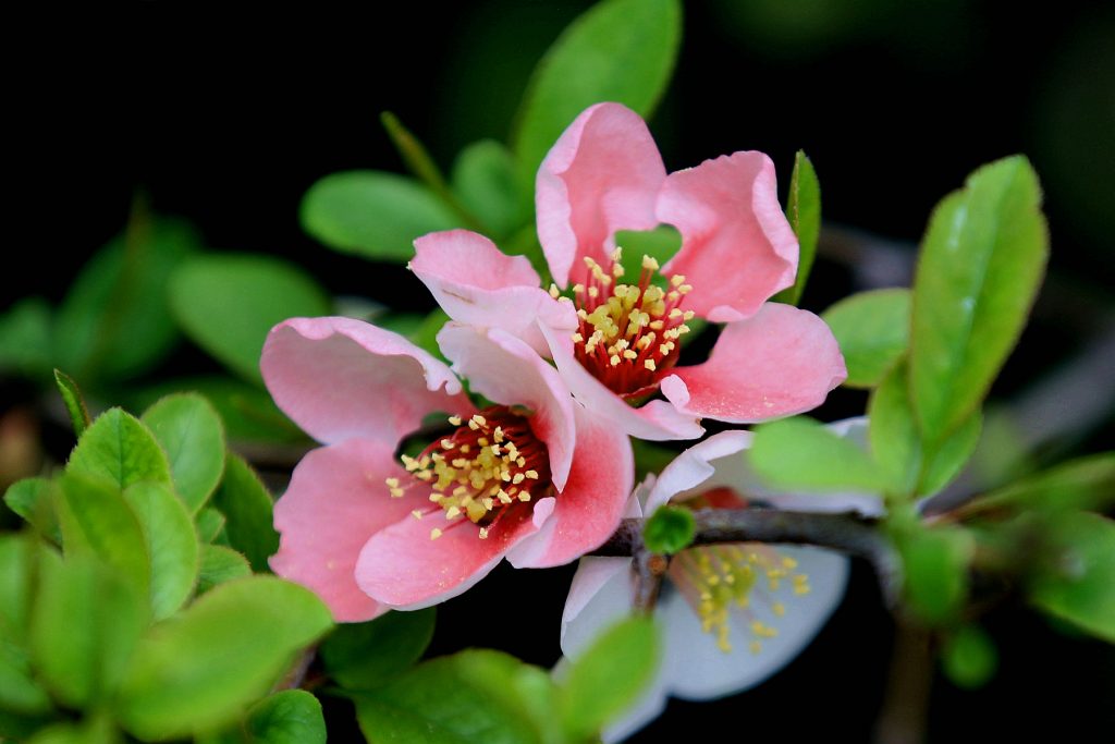 Chaenomeles cathayensis seed