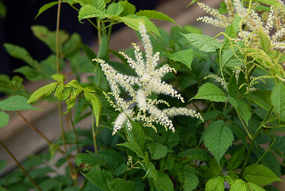 Cimicifuga foetida seed