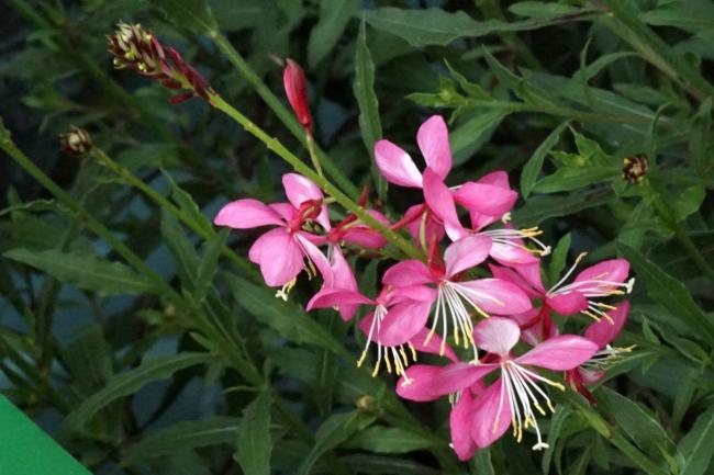 Epilobium angustifolium seed