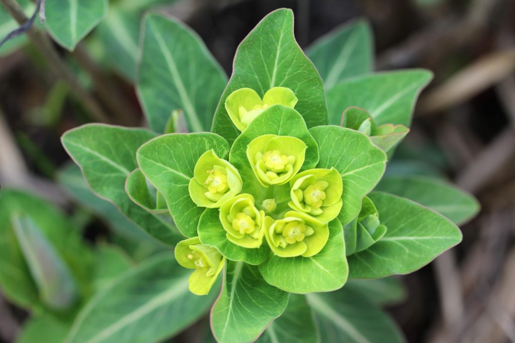 Euphorbia pekinensis seed