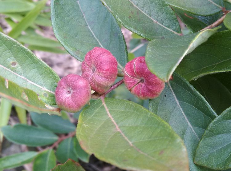 Glochidion ramiflorum seed