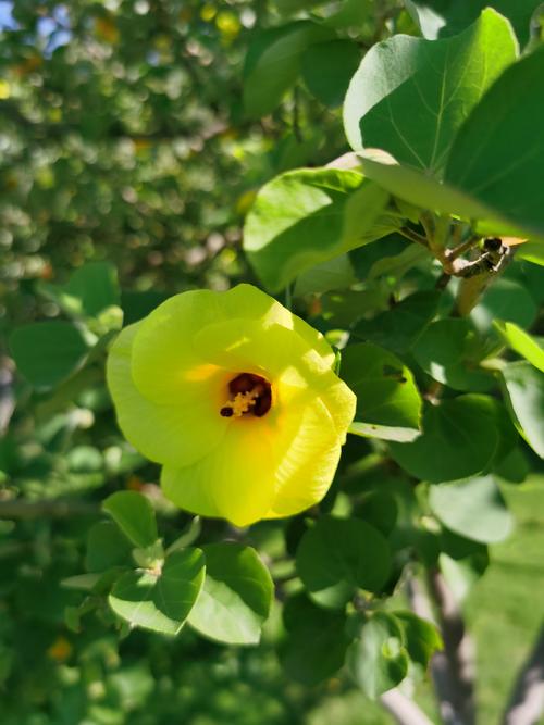 Hibiscus tiliaceus seed