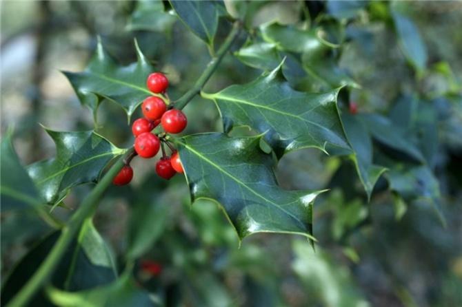 Ilex aquifolium seed