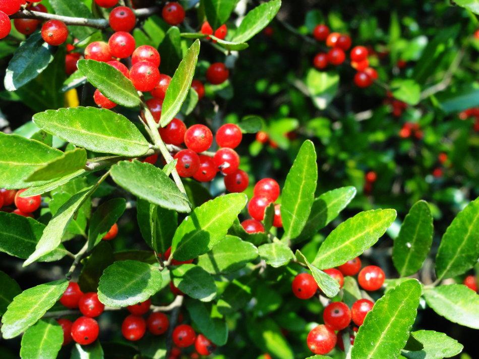 Ilex verticillata seed