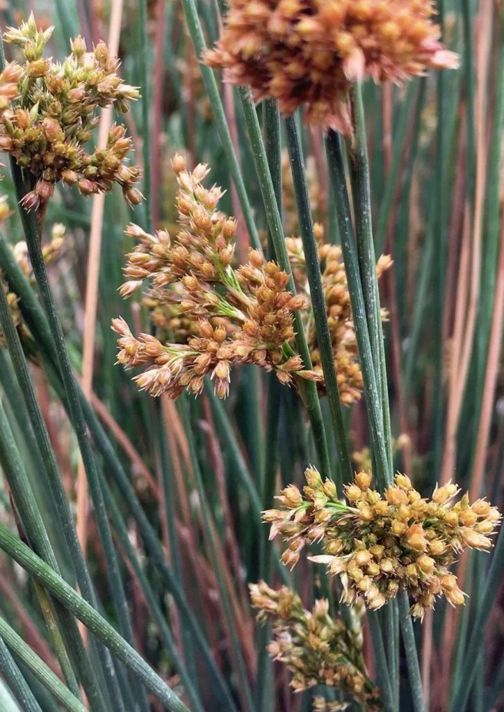 Juncus rigidus seed