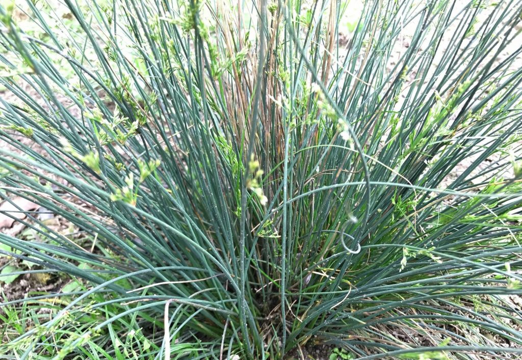 Juncus usitatus seed