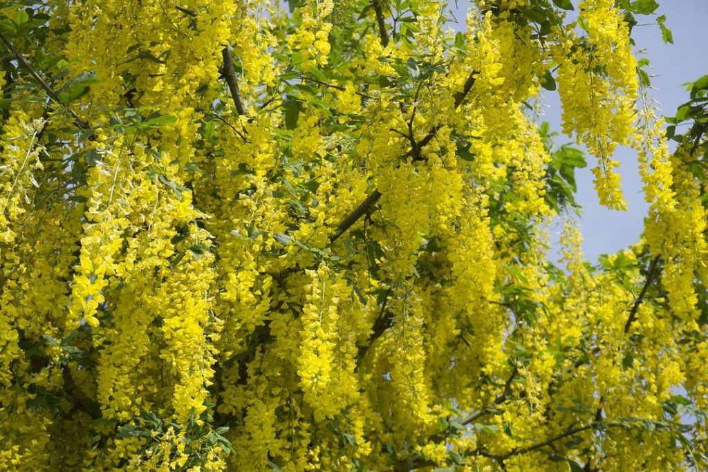 Laburnum alpinum seed