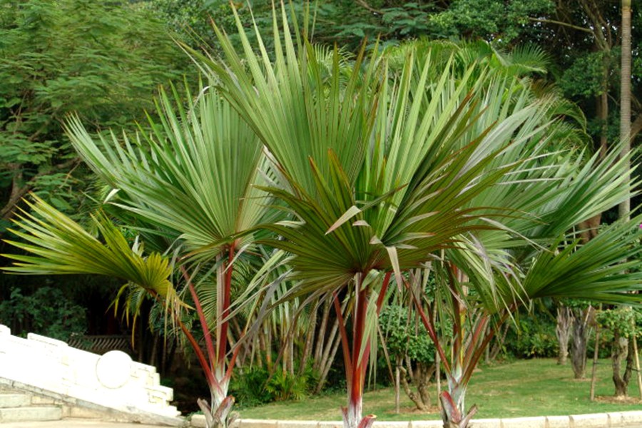 Latania Lontaroides seed