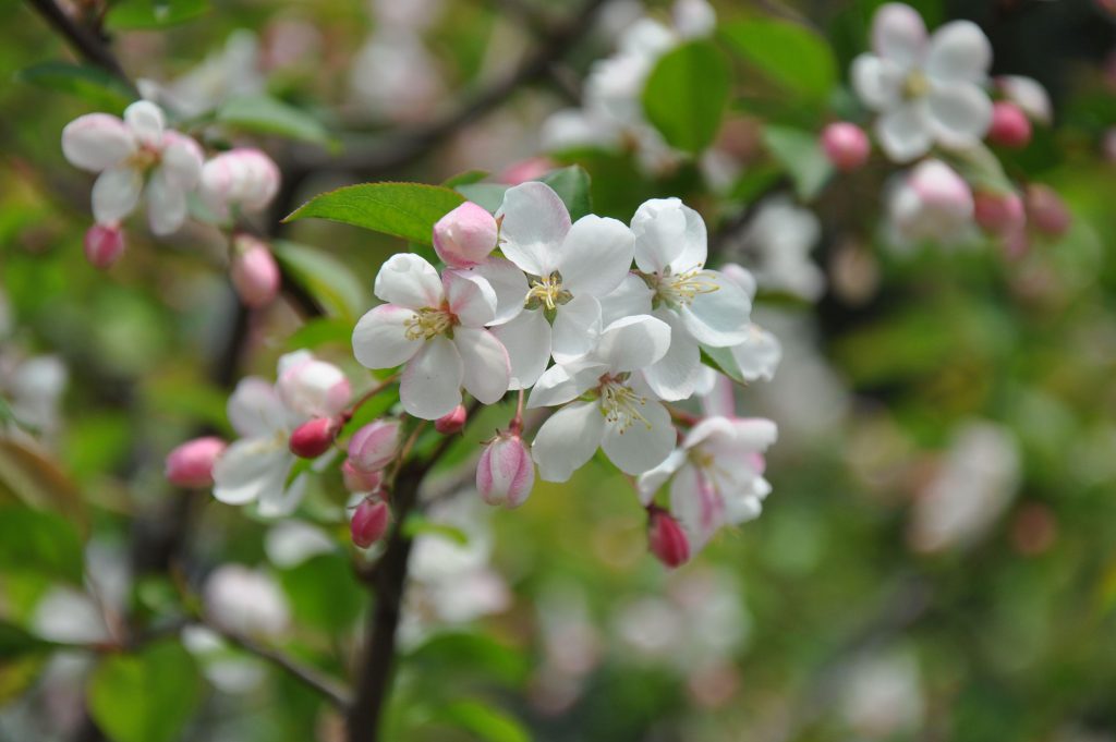 Malus coronaria seed