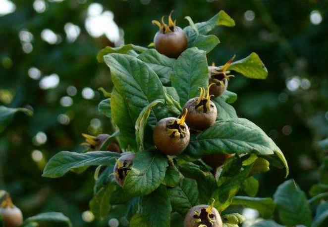 Mespilus germanica seed