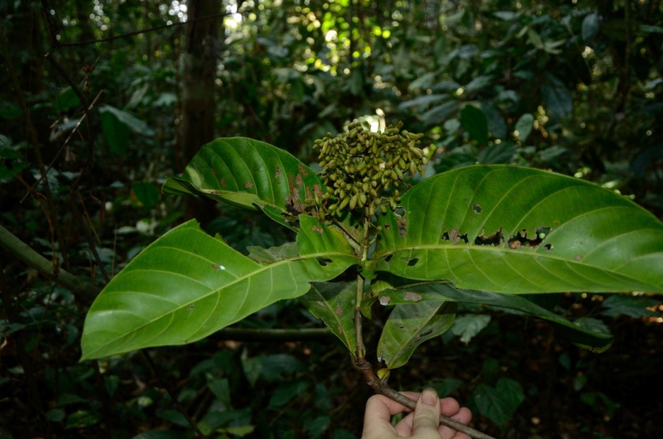 Pausinystalia johimbe seed