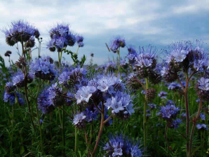 Phacelia tanacetifolia seed